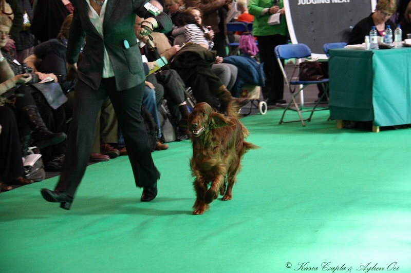 Crufts2011 771.jpg